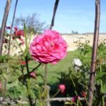 Une rose du verger
